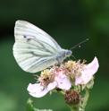 Green-veined_White.jpg